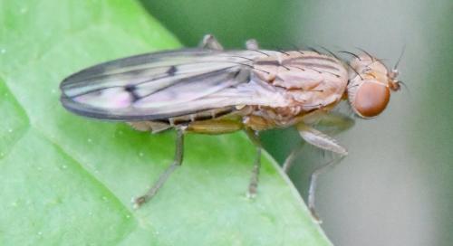 Opomyza petrei